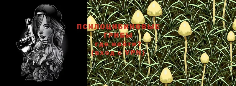Псилоцибиновые грибы MAGIC MUSHROOMS  сайты даркнета телеграм  Белая Холуница 